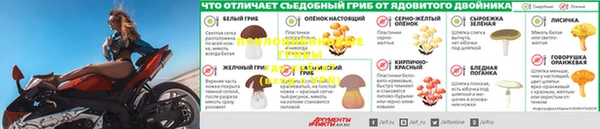 шишки Аркадак